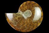 Polished Ammonite (Cleoniceras) Fossil - Madagascar #166677-1